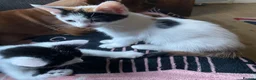 Mixed Breed cats for sale: BEAUTIFUL KITTENS READY FOR THEIR FOREVER HOMES 🐾 - Advert 3