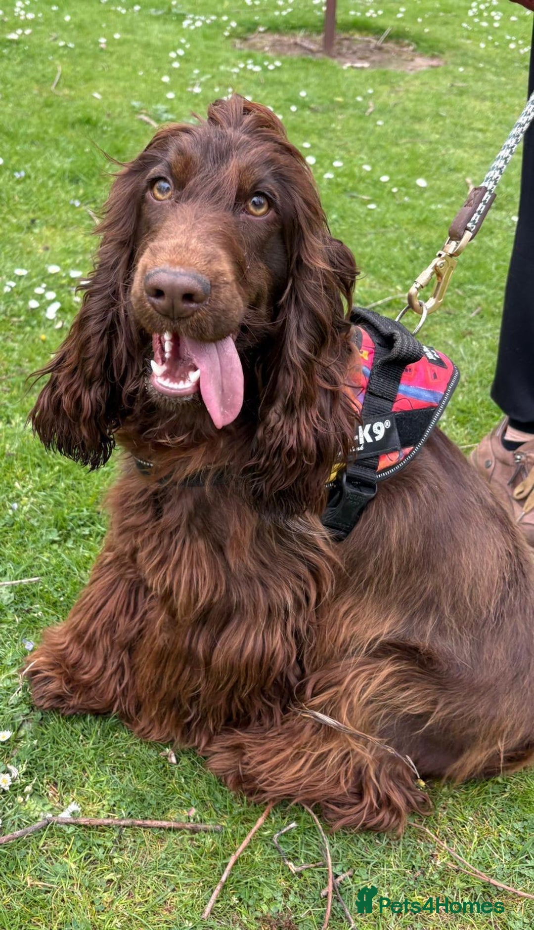 Cocker Spaniel dogs for sale: Show cocker spaniels  - Image 11