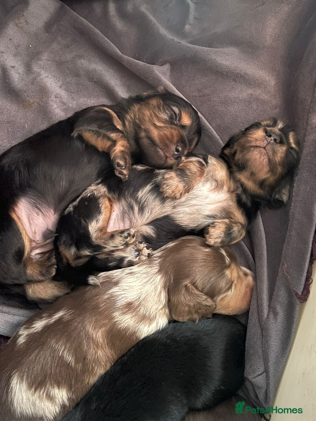 Miniature Dachshund dogs for sale: Beautiful KC silver dapple longhair miniature girl - Advert 12