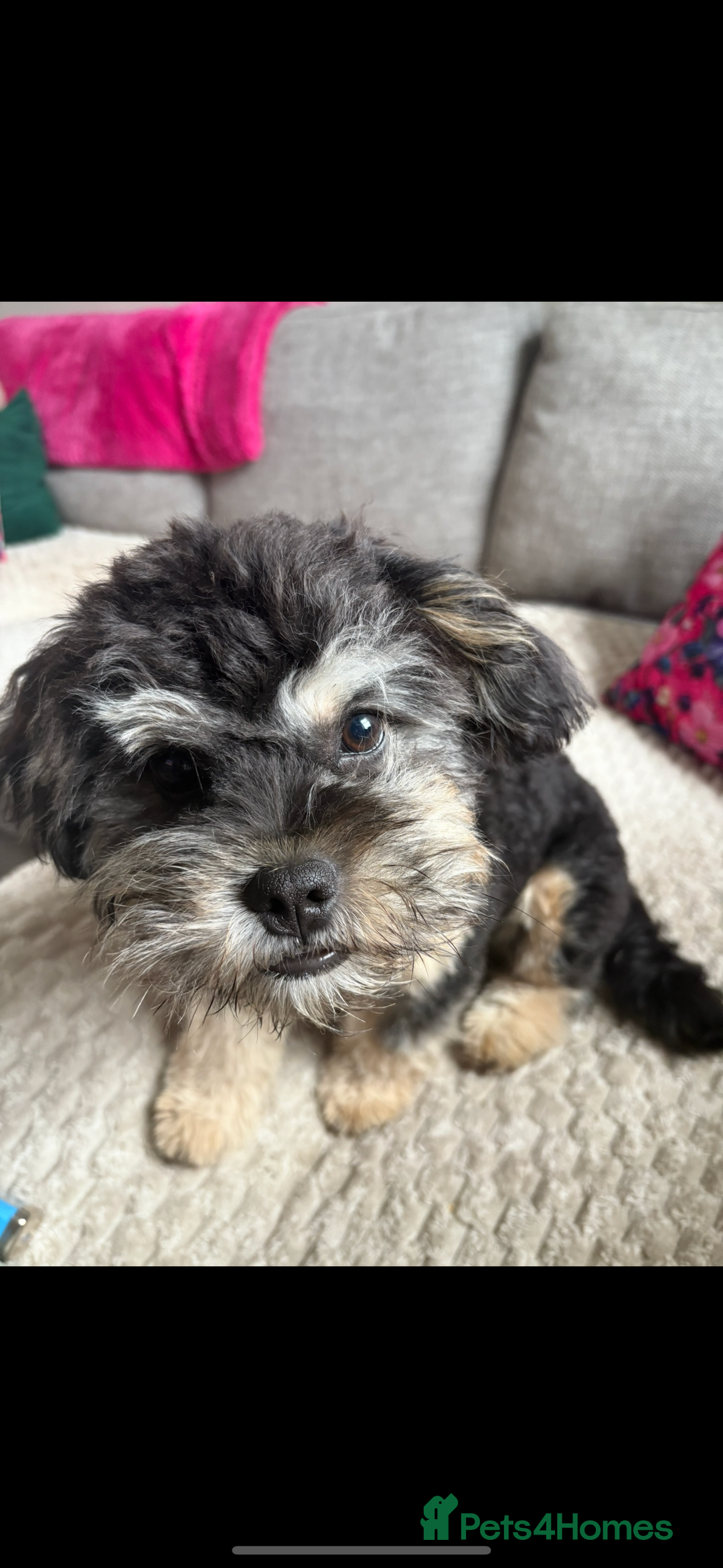 Mixed Breed dogs for sale: Black and Tan Froodle ( French bulldog/ poodle  - Image 2