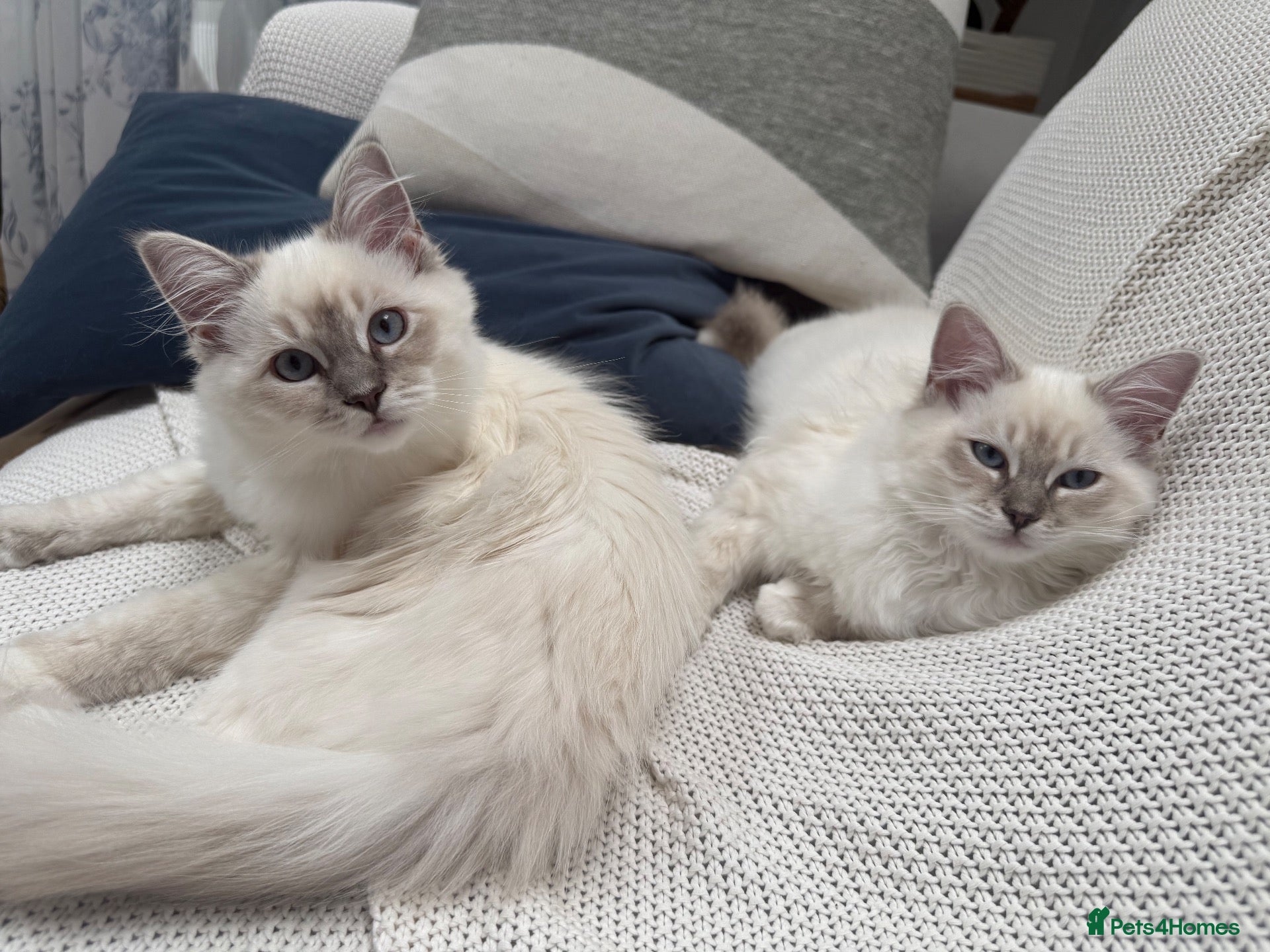 Ragdoll cats Beautiful pedigree ragdoll - Advert 2