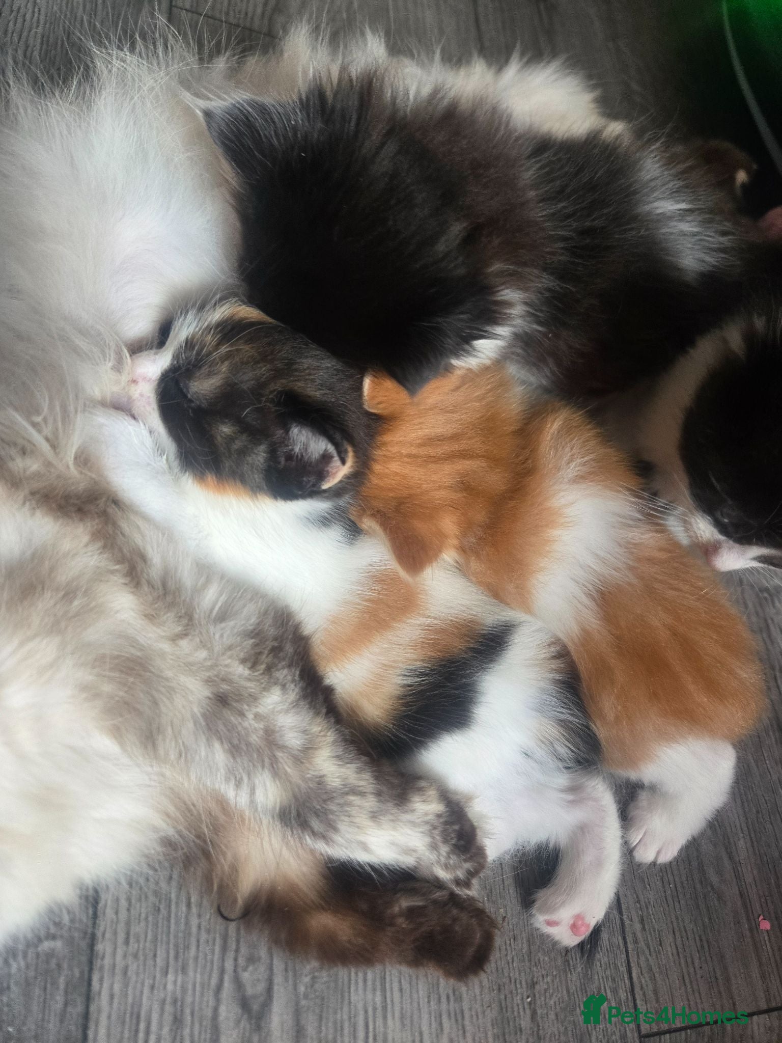 Ragdoll cats Half ragdoll fluffy beautiful babies - Advert 1