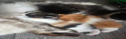 Ragdoll cats for sale: Half ragdoll fluffy beautiful babies - Advert 1