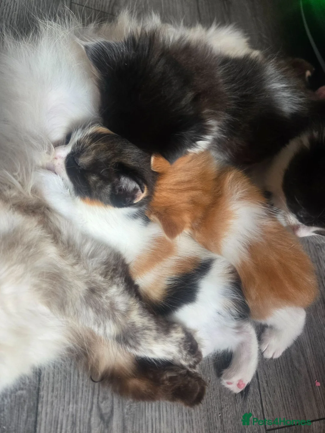 Ragdoll cats for sale: Half ragdoll fluffy beautiful babies - Advert 1
