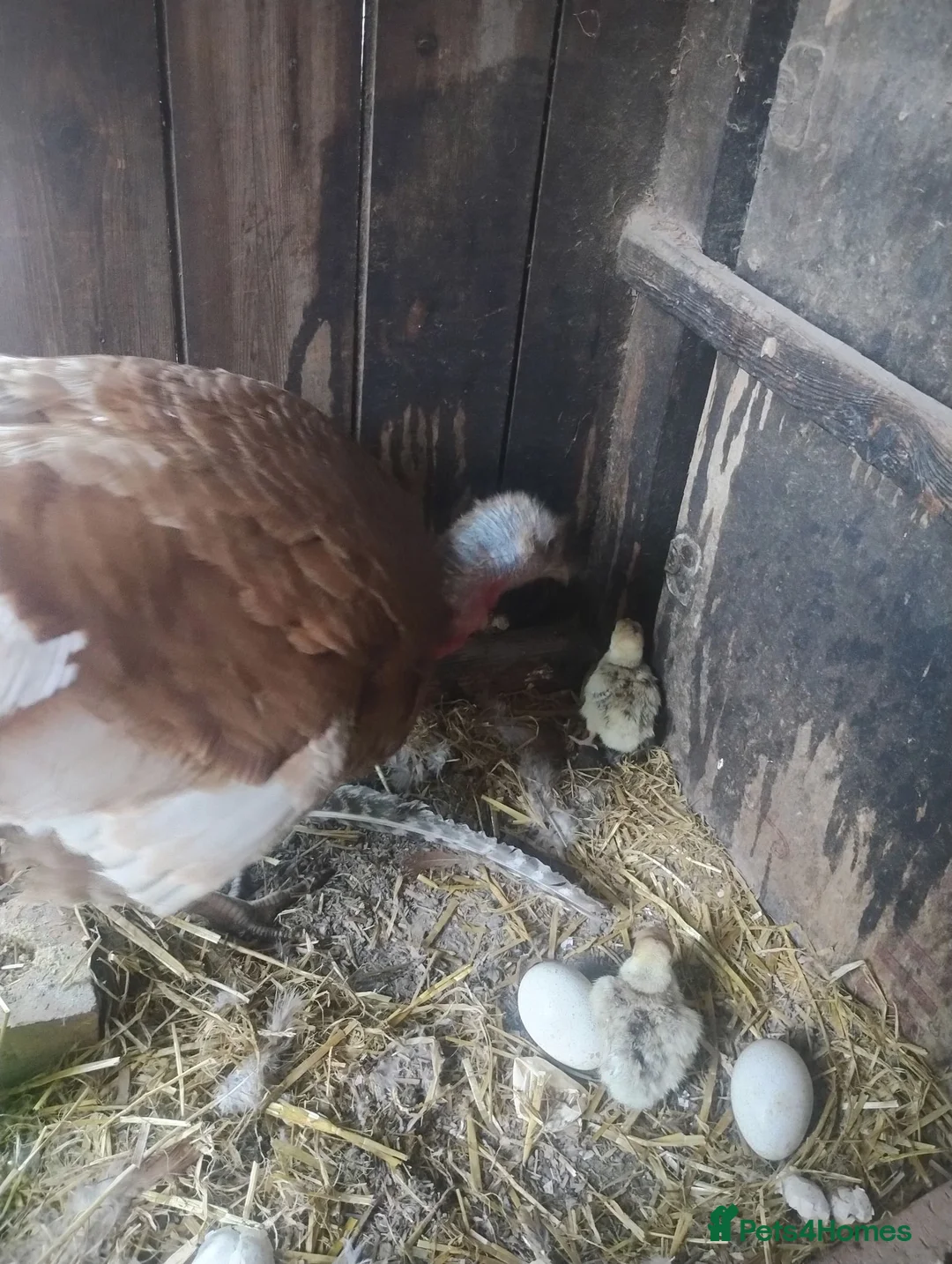 Turkeys poultry for sale: Norfolk bronze turkey females laying  - Advert 7