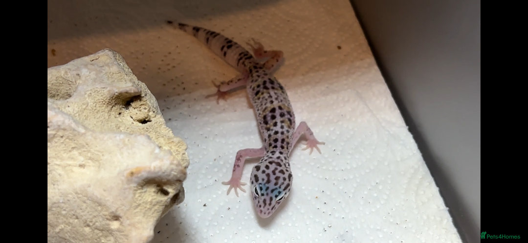 Leopard Gecko reptiles for sale: Leopard Gecko  - Advert 4