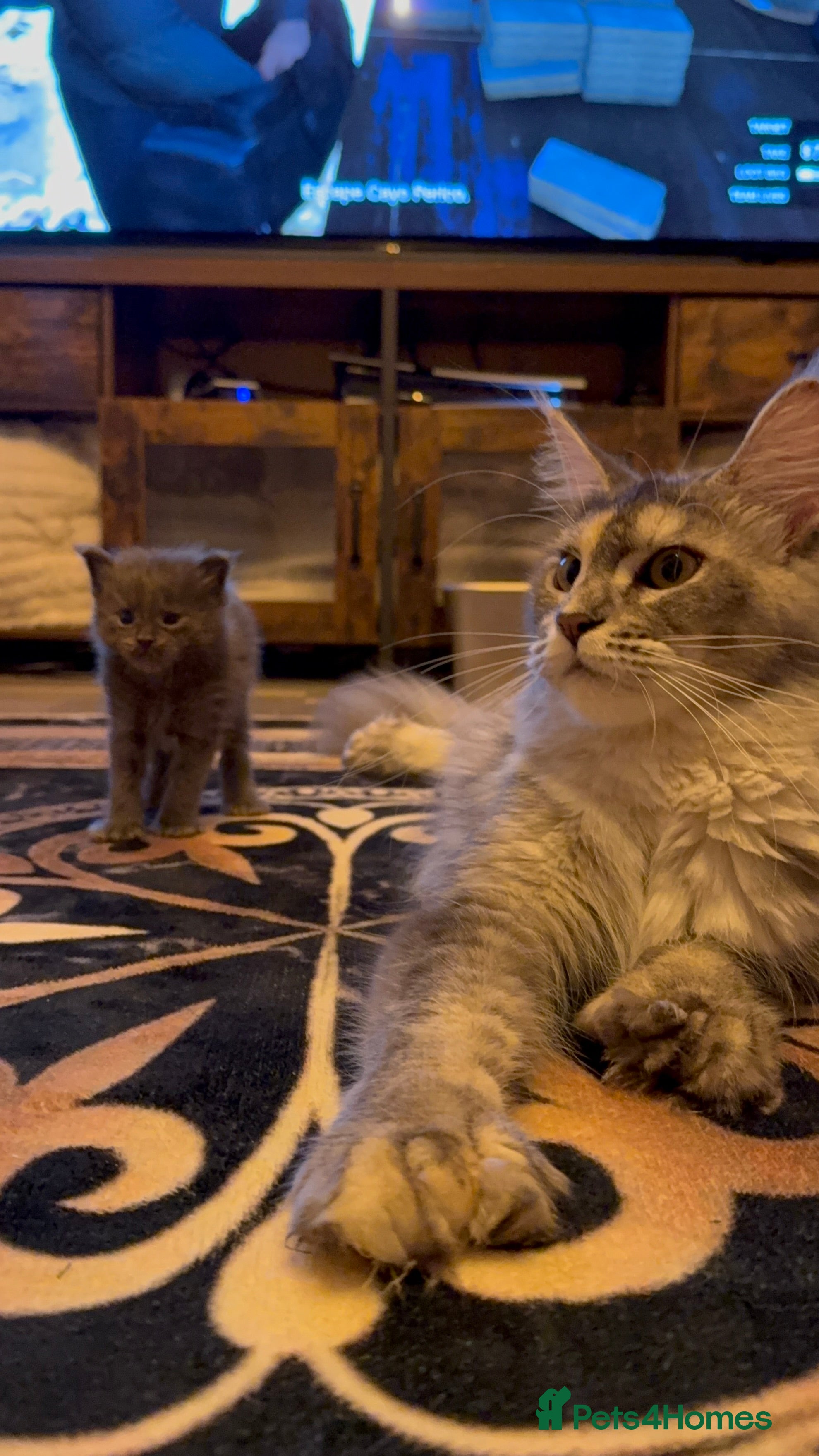 Maine Coon cats 👑 Stunning high silver poly Maine coon kittens 👑 - Advert 2