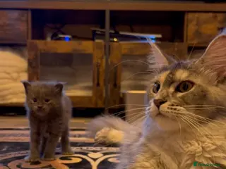 Maine Coon cats 👑 Stunning high silver poly Maine coon kittens 👑 - Advert 2