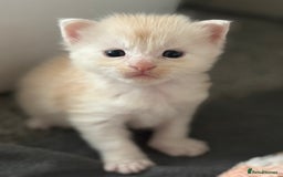 Maine Coon cats for sale: Beautiful RARE coloured Maine Coons - Image 23