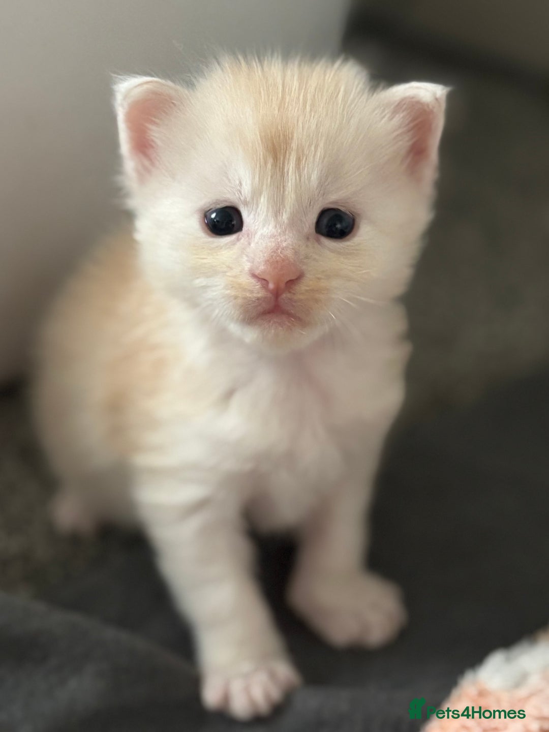 Maine Coon cats for sale: Beautiful RARE coloured Maine Coons - Image 23