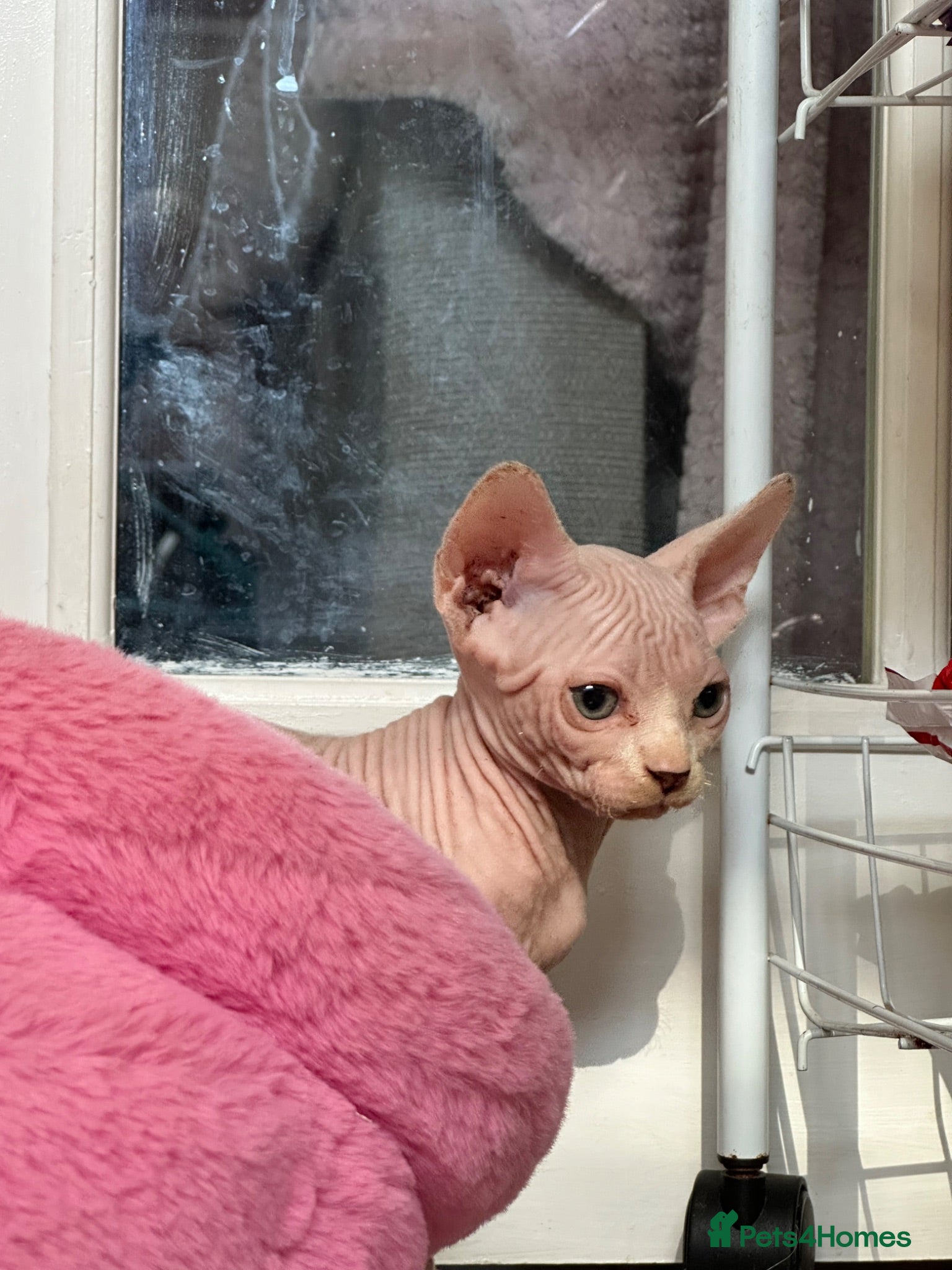 Sphynx cats Canadian Sphynx kittens READY NOW - Advert 2