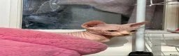 Sphynx cats for sale: Canadian Sphynx kittens READY NOW - Advert 2