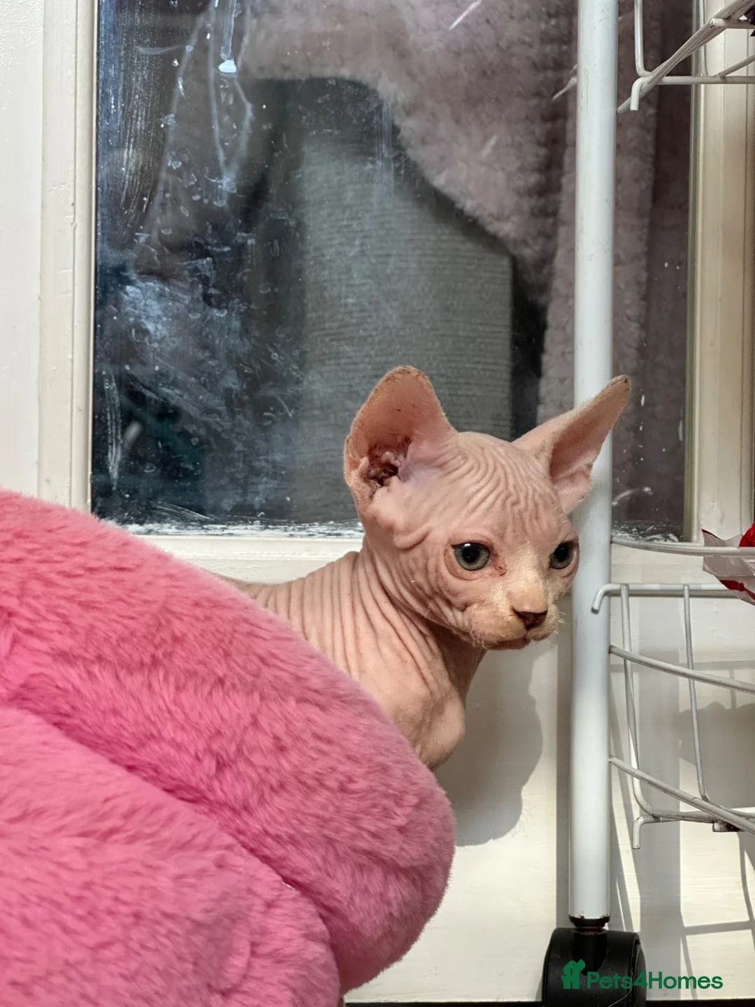 Sphynx cats for sale: Canadian Sphynx kittens READY NOW - Advert 2