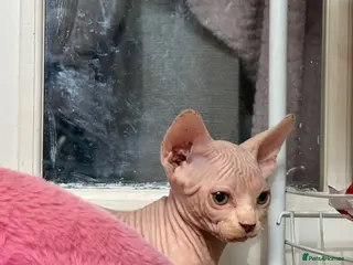 Sphynx cats Canadian Sphynx kittens READY NOW - Advert 2