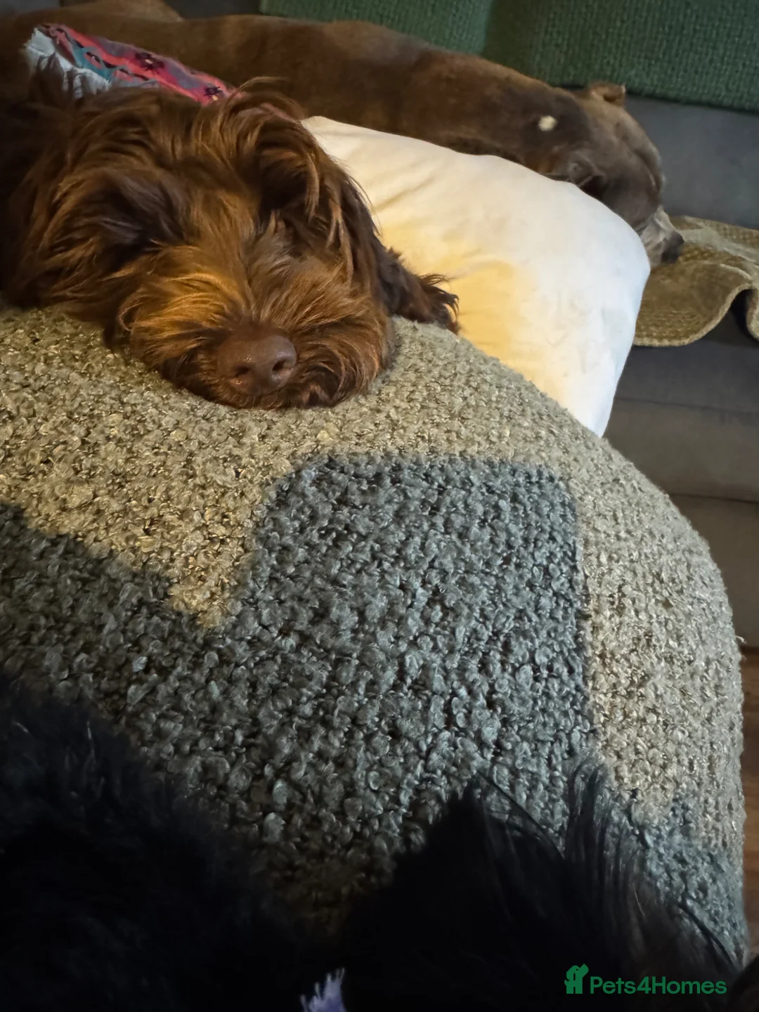 Mixed Breed dogs for sale: 2 females to rehome TOGETHER in Wigan - Advert 4