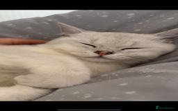 British Shorthair cats for sale: White British short hair in Wellingborough - Image 7