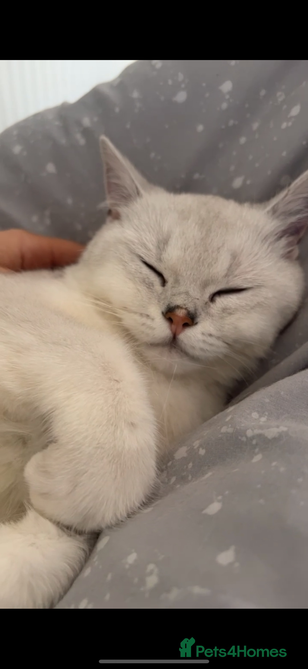 British Shorthair cats for sale: White British short hair in Wellingborough - Image 7