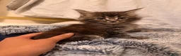 Maine Coon cats for sale: Xl Maine coons for sale - Advert 10