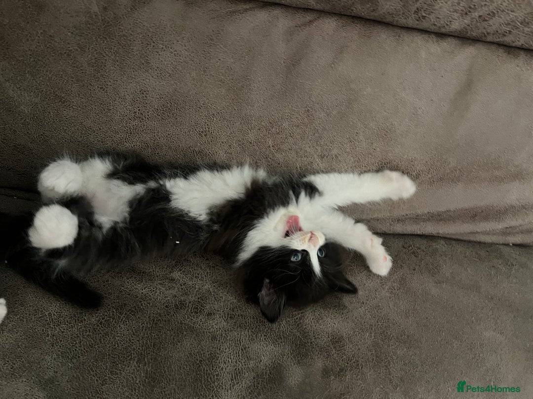 Mixed Breed cats for sale: Fluffballs looking for a new loving homes  - Image 4