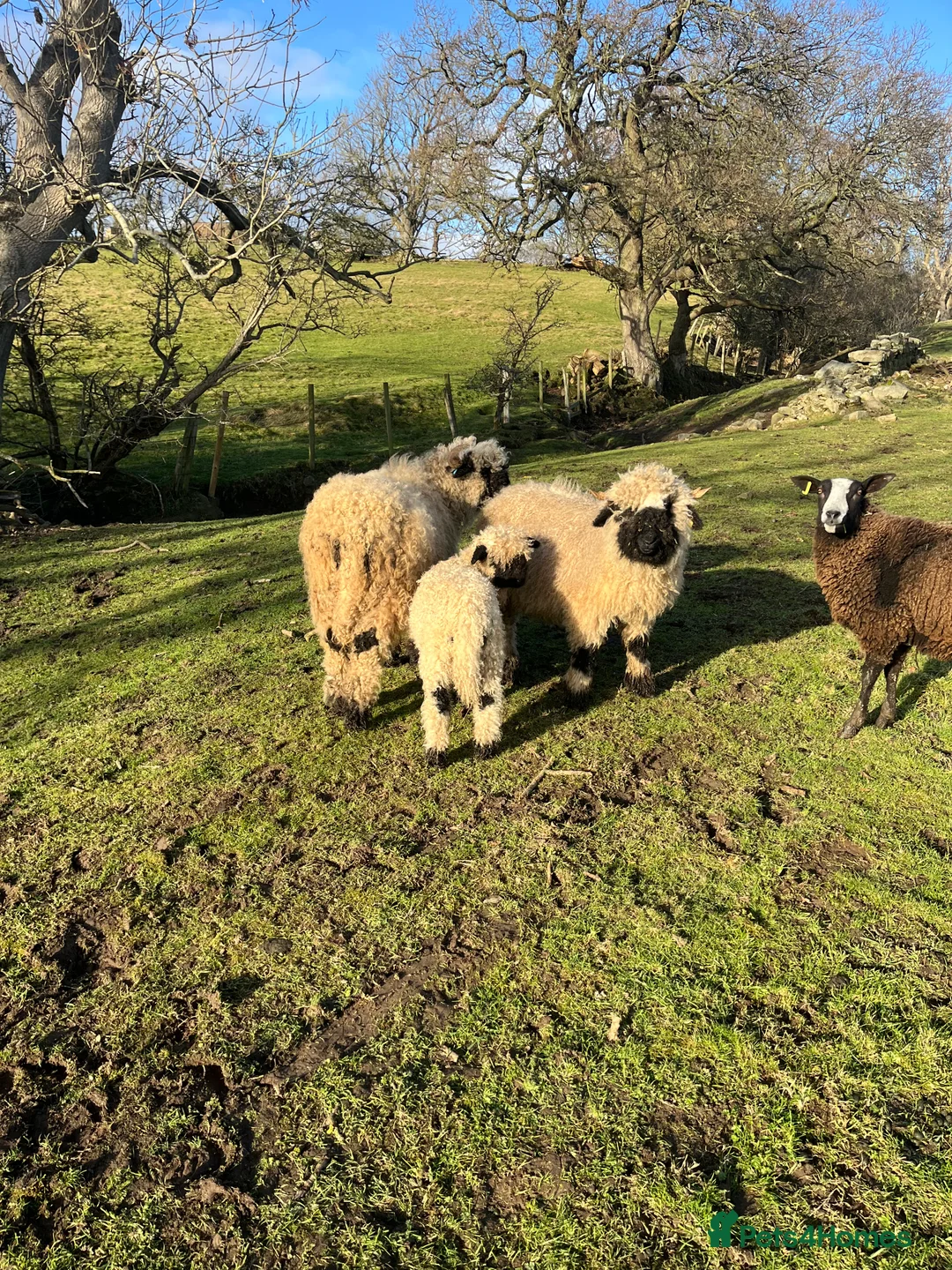 Sheep livestock for sale: Valais blacknose  - Advert 2