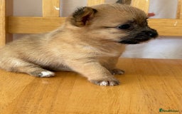 Pomchi dogs for sale: Dollys beautiful puppies - Image 2