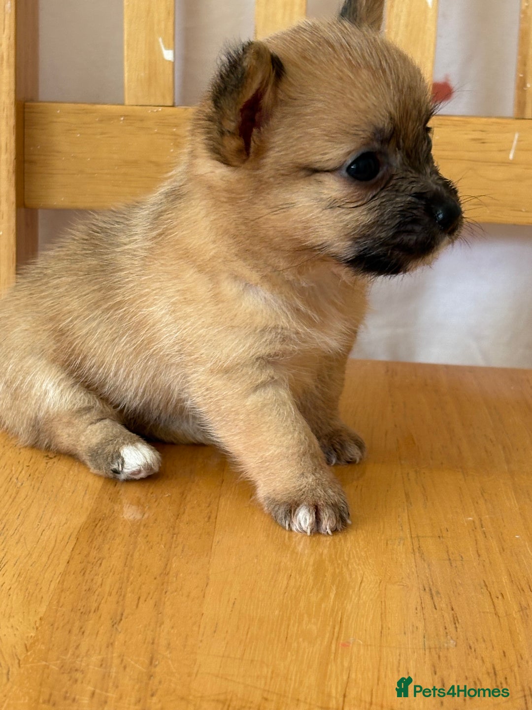 Pomchi dogs for sale: Dollys beautiful puppies - Image 2
