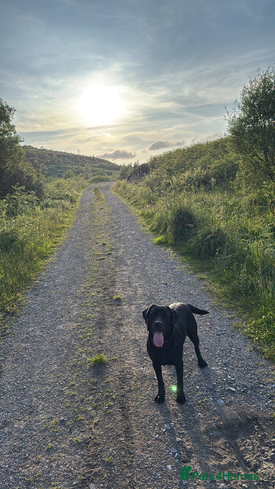 Mixed Breed dogs for sale: 5 Cavador puppies  - Advert 1