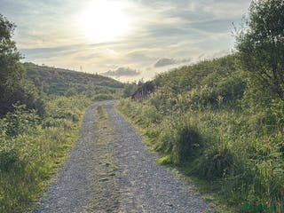 Mixed Breed dogs 2 Cavador puppies - Advert 20