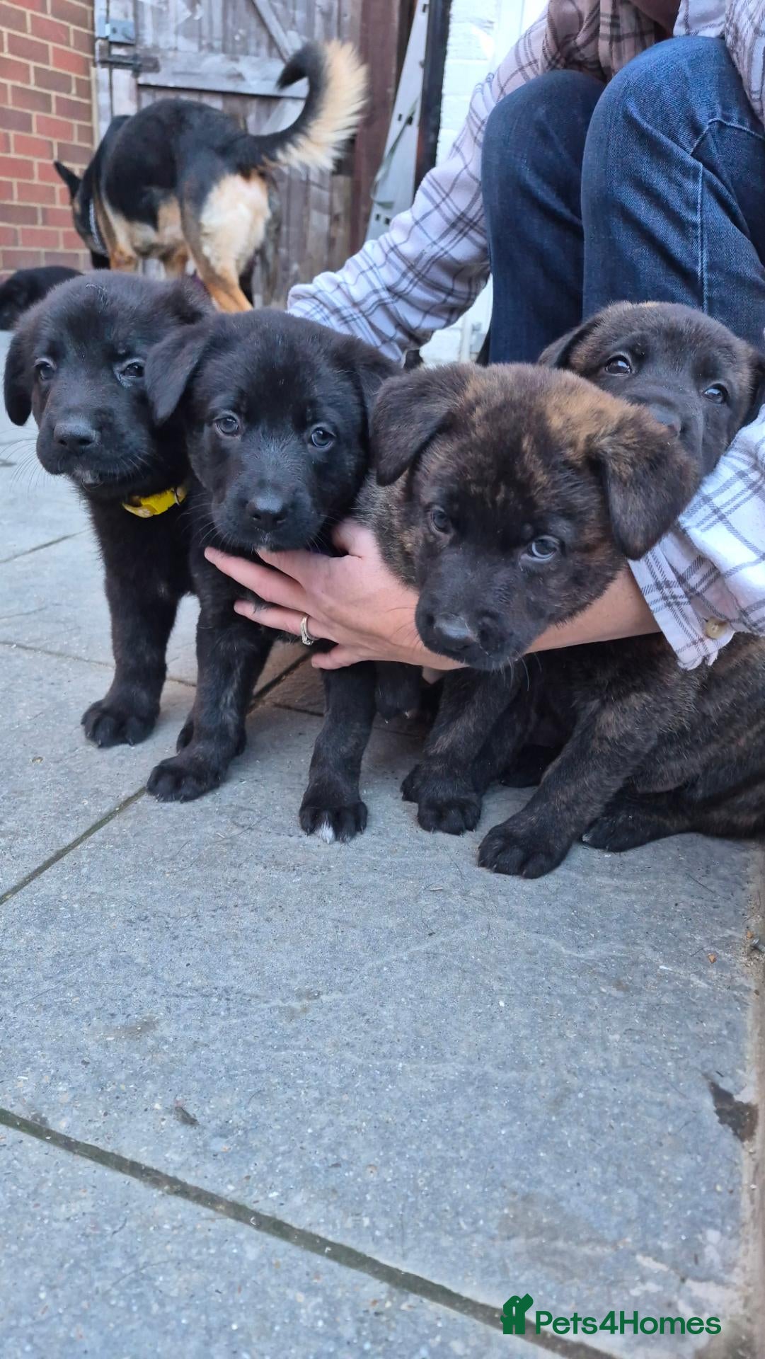 German Shepherd dogs beautiful shepkita puppies  - Advert 18