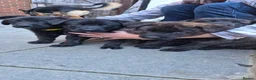 German Shepherd dogs for sale: ready now only 2 grils  left shepkita puppies  - Advert 7