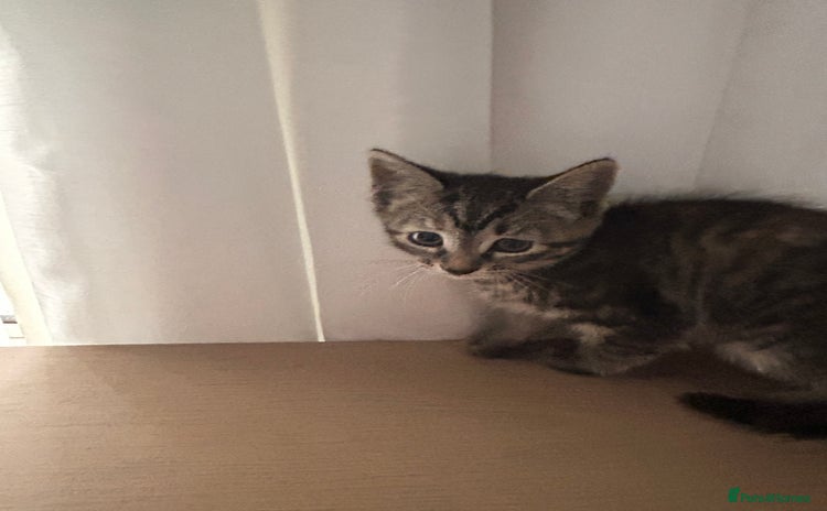 Domestic Shorthair cats - Advert 1