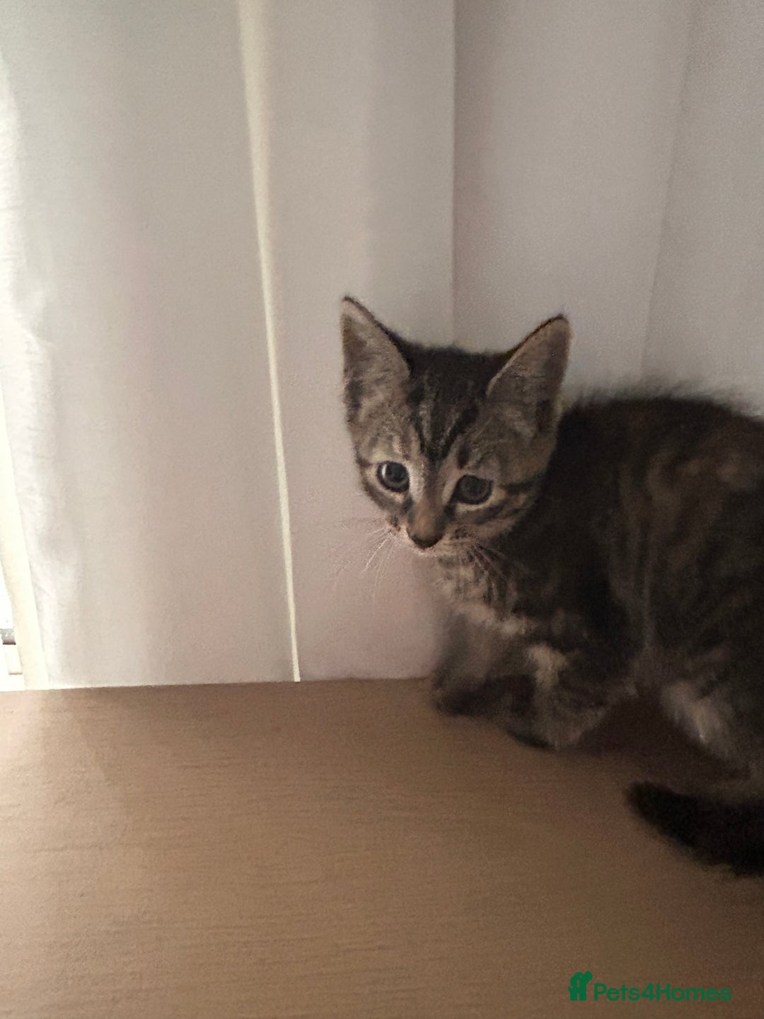 Domestic Shorthair cats for sale: grey Kitten Domestic shorthair  - Image 1