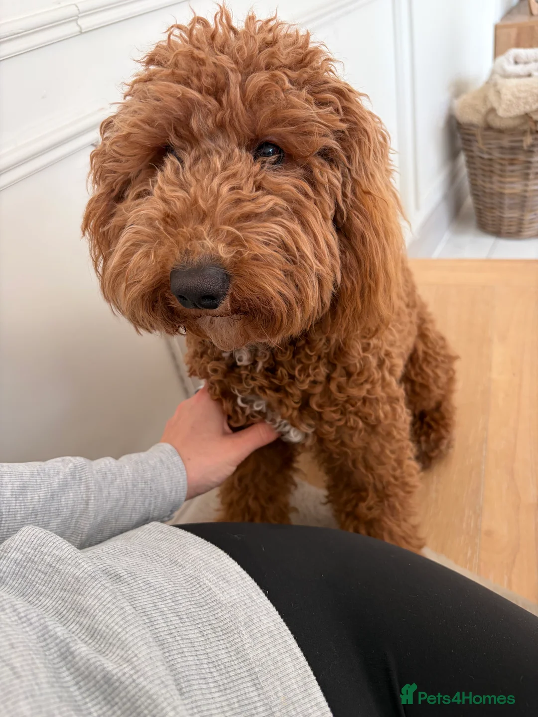 Cockapoo dogs for sale: Two Cockapoo (9 month)  - Advert 4