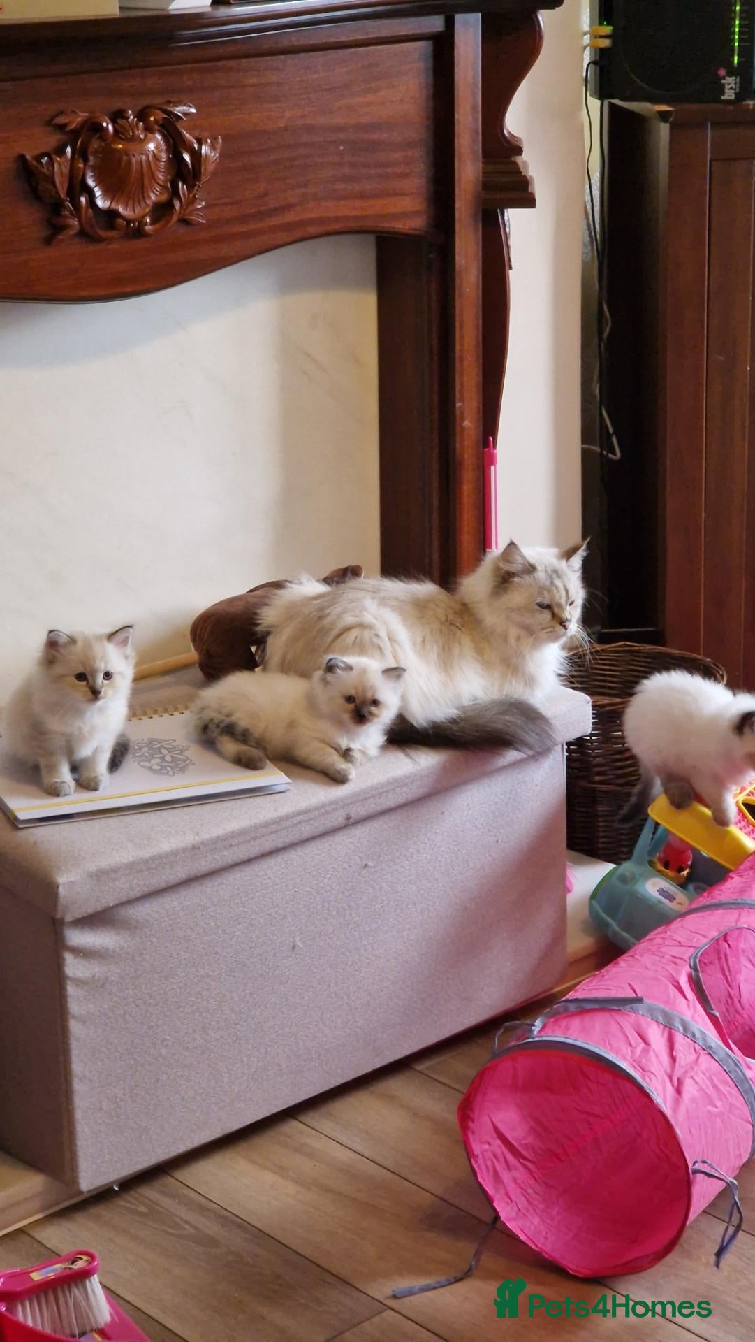 Ragdoll cats Ragdoll kittens - Advert 8