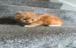 Mixed Breed cats for sale: 4 x kittens  - Image 3