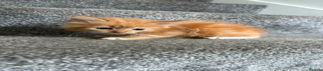 Mixed Breed Kitten 2