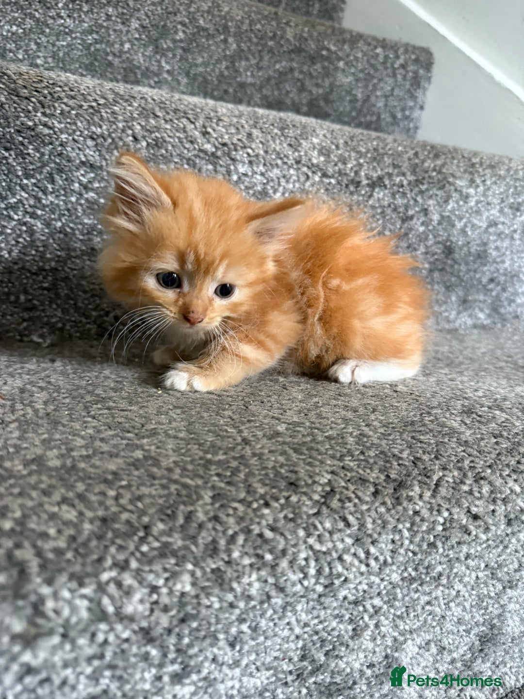 Mixed Breed cats for sale: 4 x kittens  - Image 3