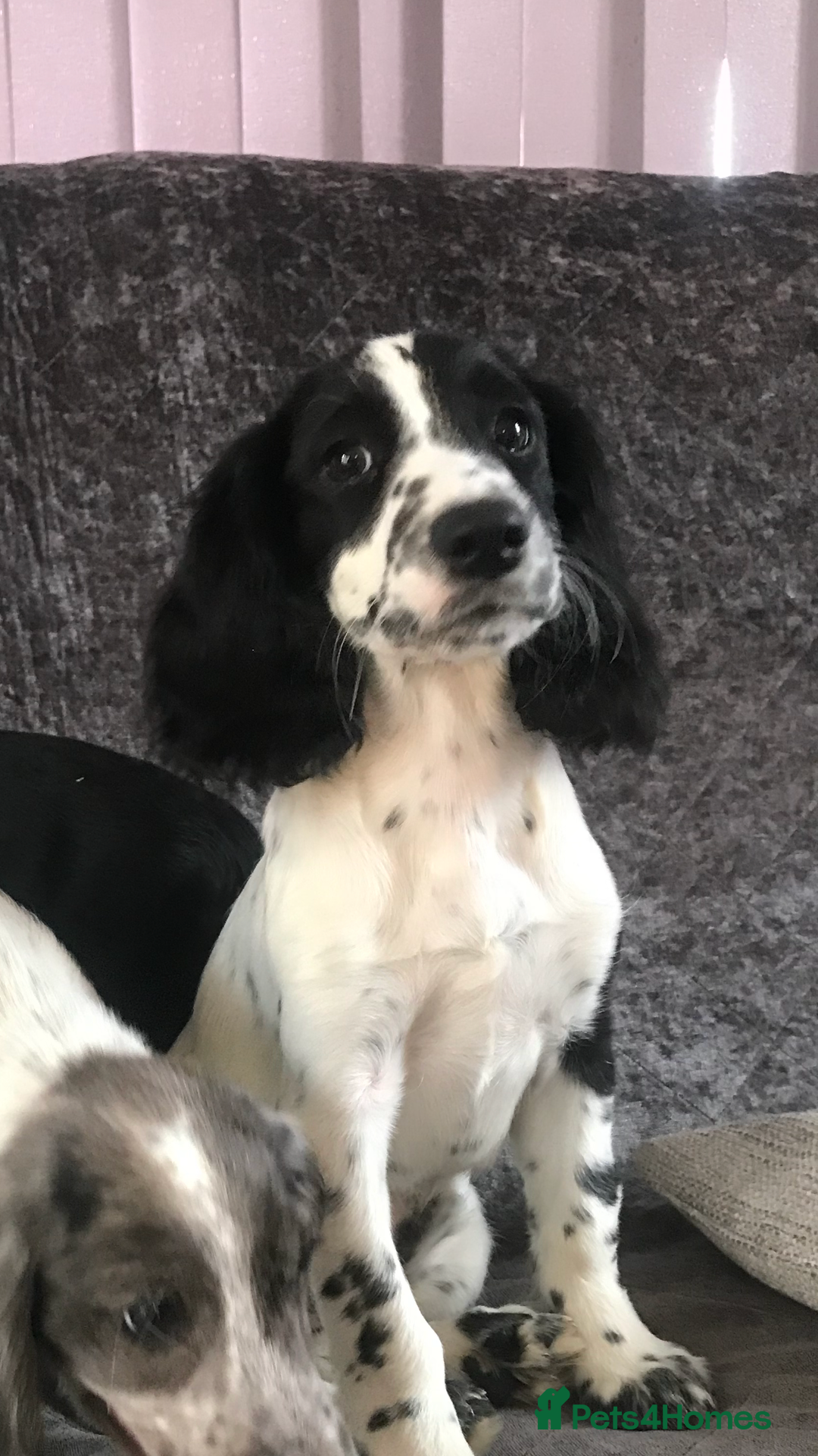 Cocker Spaniel dogs for sale: Cocker Spaniel Puppies For Sale - Image 3