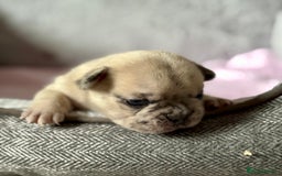 French Bulldog dogs for sale: Beautiful Blue-Eyed French Bulldog Puppies - Image 2
