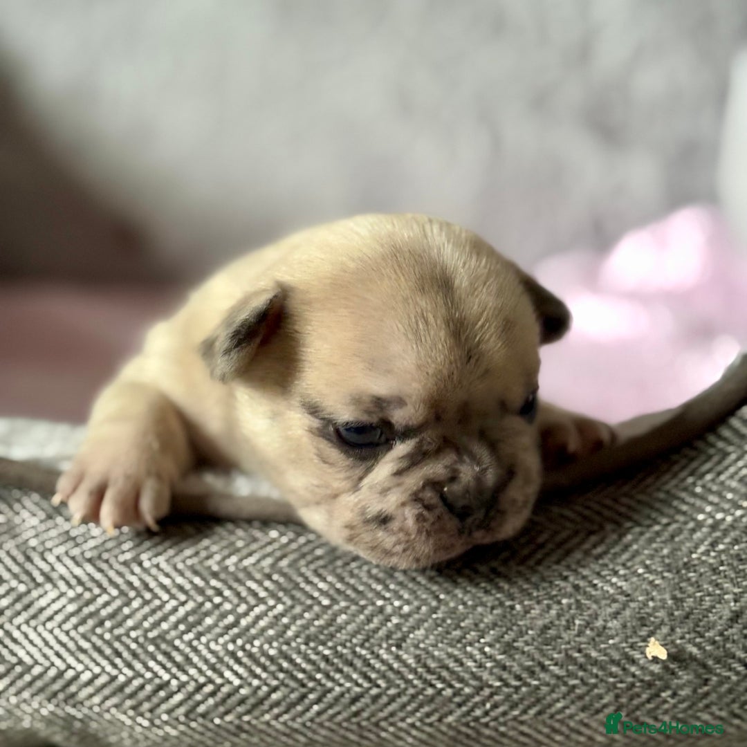 French Bulldog dogs for sale: Beautiful Blue-Eyed French Bulldog Puppies - Image 2