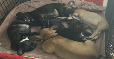 French Bulldog dogs in Derby - Advert 9