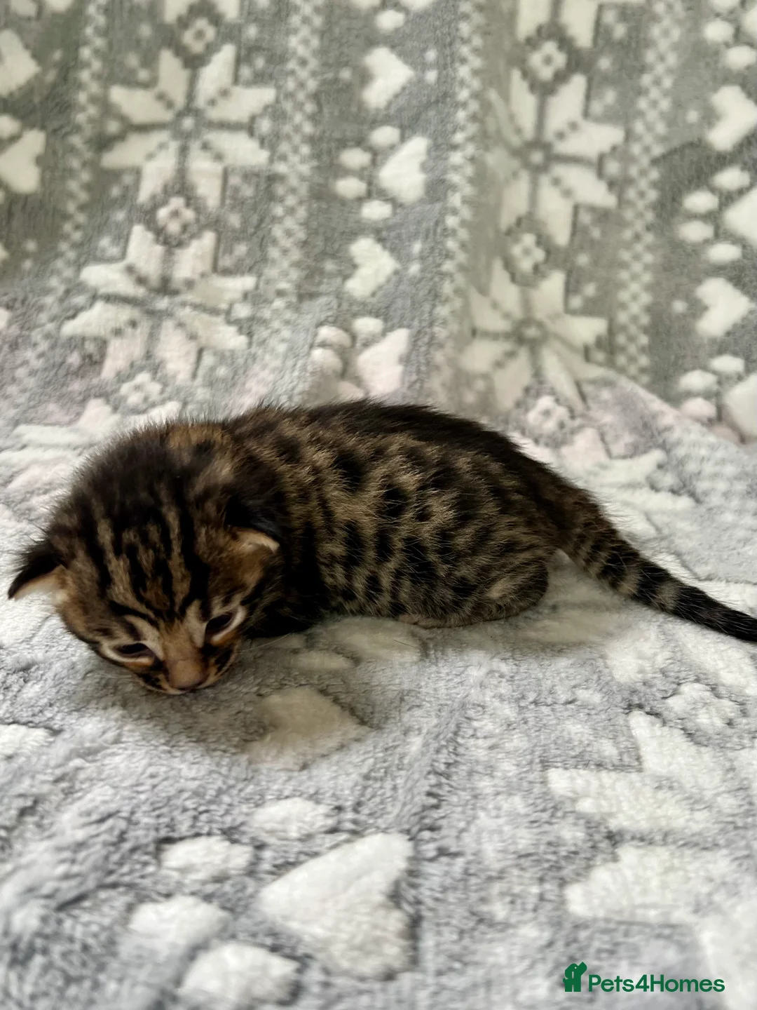 Bengal cats for sale: Top Pedigree Bengal Kittens - Advert 13