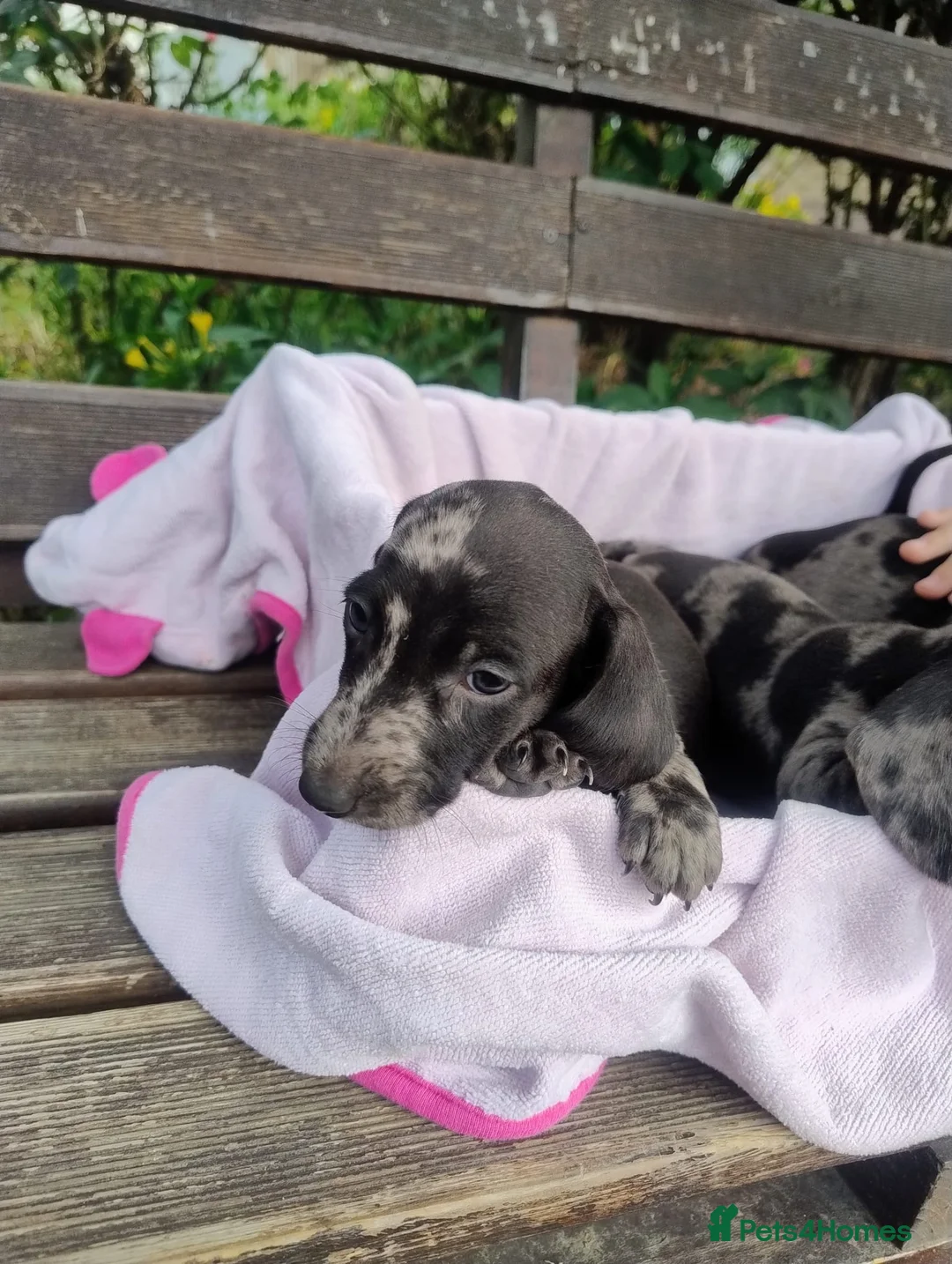 Dachshund dogs for sale: Pure joy looking for new homes  in Benfleet - Advert 15