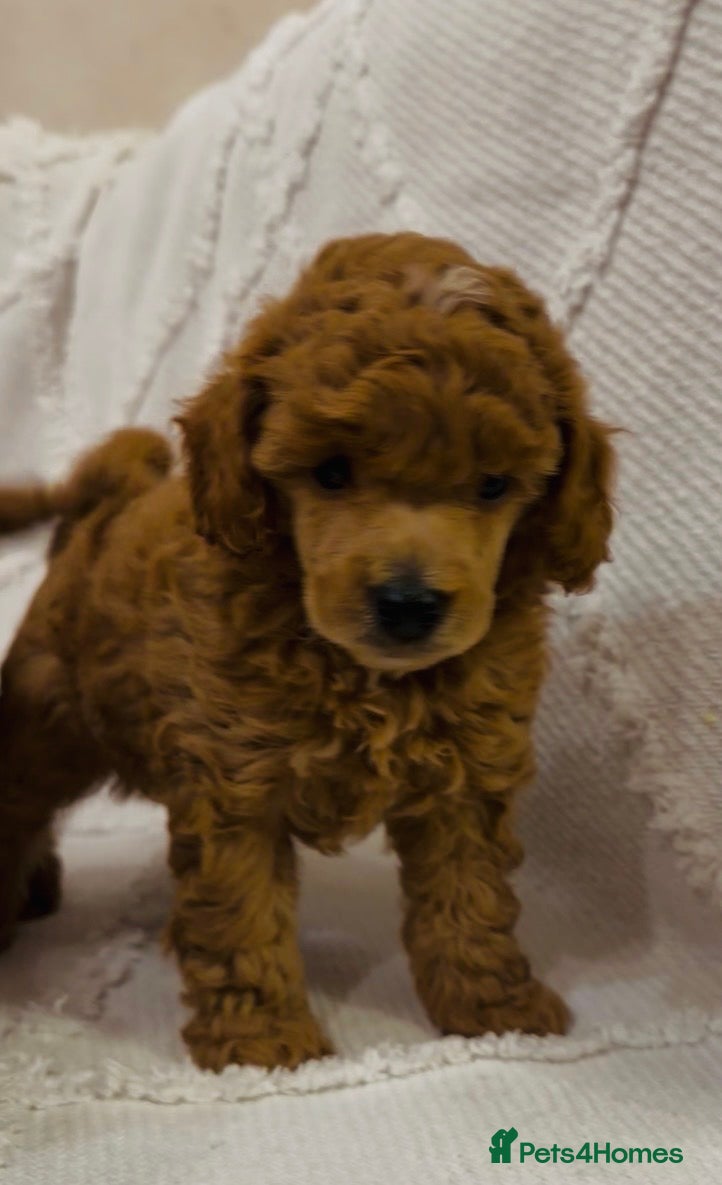 Toy Poodle dogs KC Registered Apricot toy poodle - Advert 12