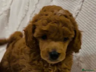 Toy Poodle dogs KC Registered Apricot toy poodle - Advert 12