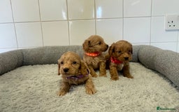 Cockapoo dogs for sale:  ❤️f1 cockapoos now having viewing 5 wks old  - Image 13