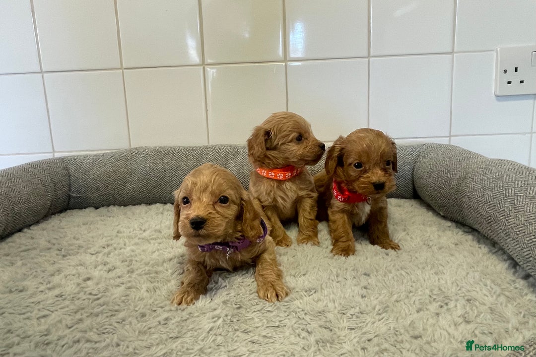 Cockapoo dogs for sale:  ❤️f1 cockapoos now having viewing 5 wks old  - Image 13