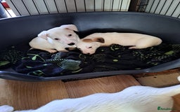 Jack Russell dogs for sale: Jolly Joyful Jack Russells  - Image 1