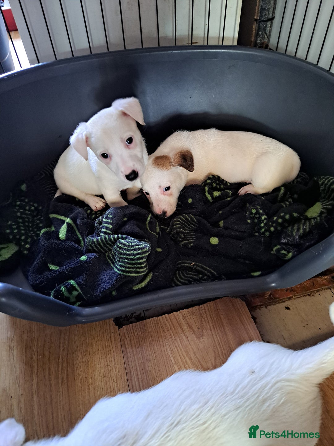 Jack Russell dogs for sale: Jolly Joyful Jack Russells  - Image 1