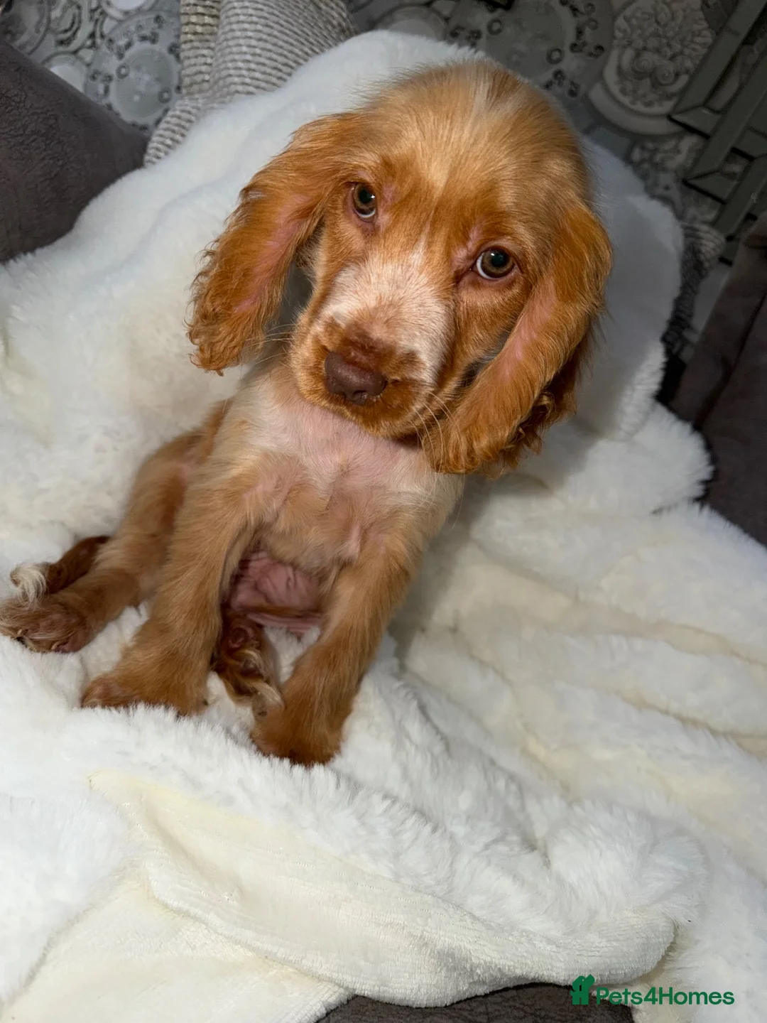 Cocker Spaniel dogs for sale: Show cocker spaniel boy puppies - Advert 31